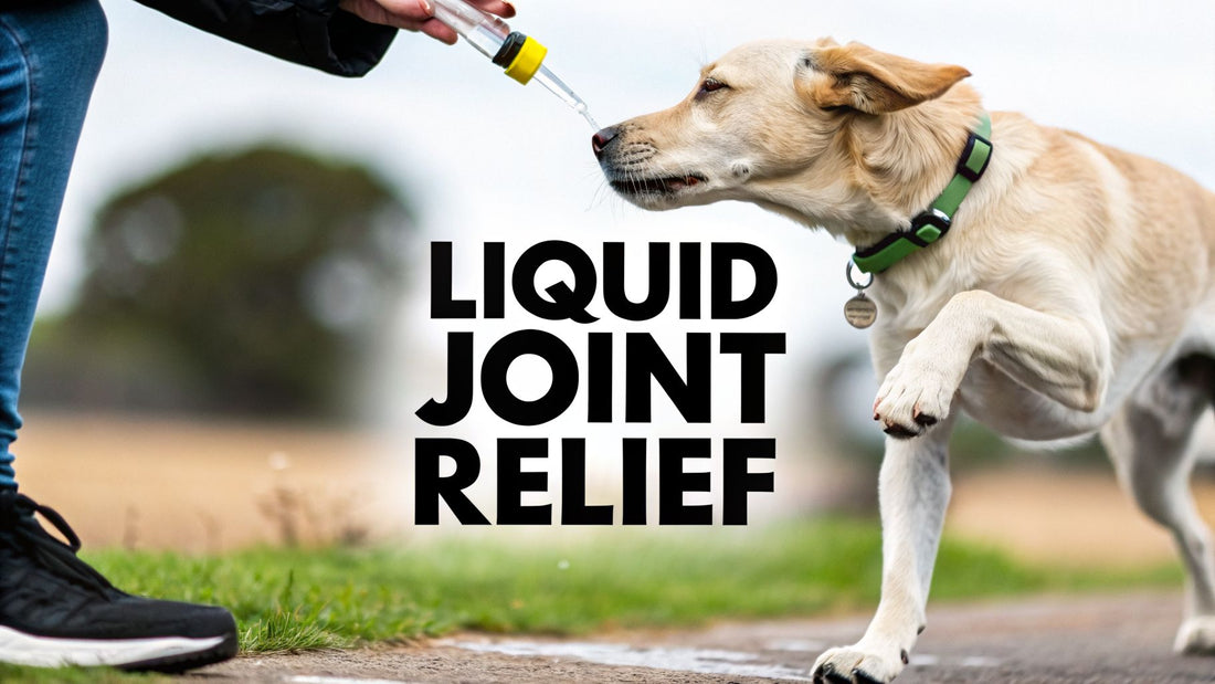 Choosing the Right Liquid Joint Supplement for Dogs