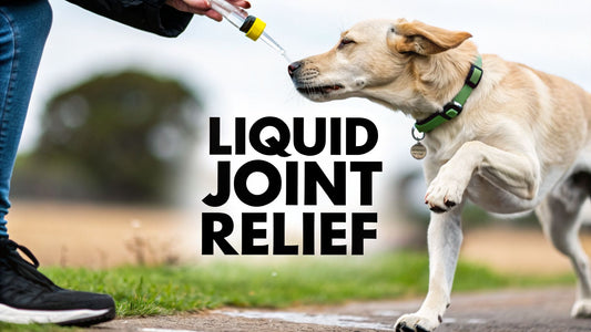 Choosing the Right Liquid Joint Supplement for Dogs