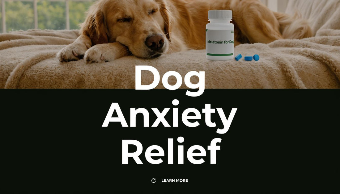 Melatonin for Dogs Anxiety: A Complete Owner's Guide