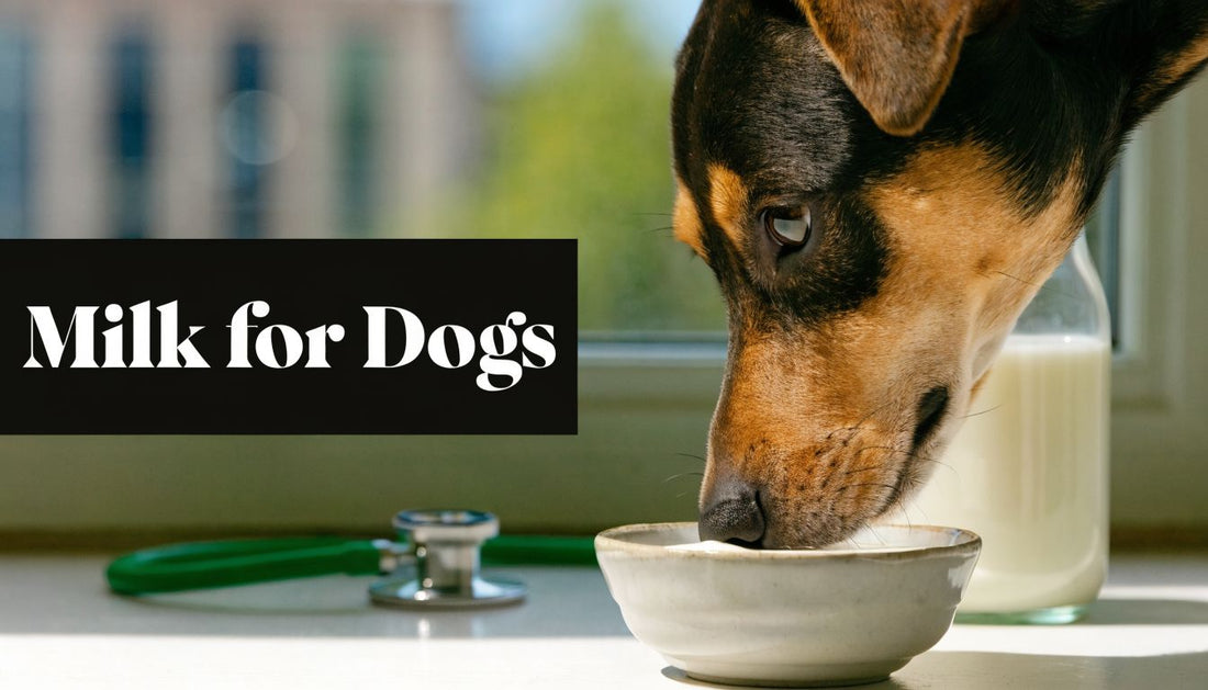 Milk for Dogs: A Vet's Guide to What's Safe