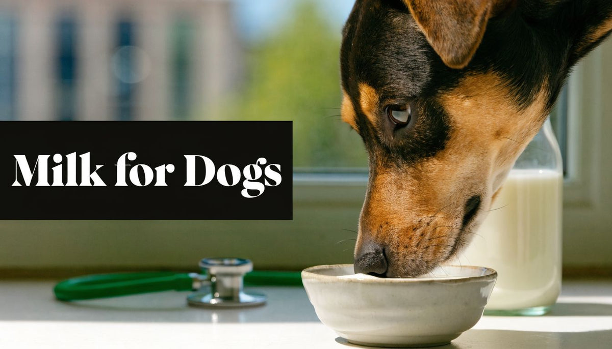 Milk for Dogs: A Vet's Guide to What's Safe