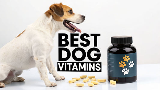 Best Multivitamin for Dogs: An Essential 2026 Guide