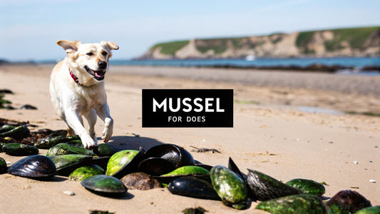 Mussel for Dogs A Guide to Joint Health and Vitality