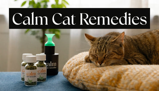 8 Natural Remedies for Cat Anxiety