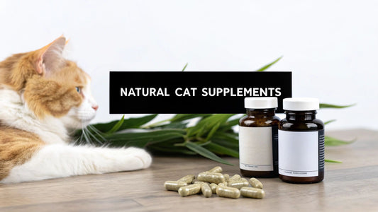 Natural Supplements for Cats A Complete Guide