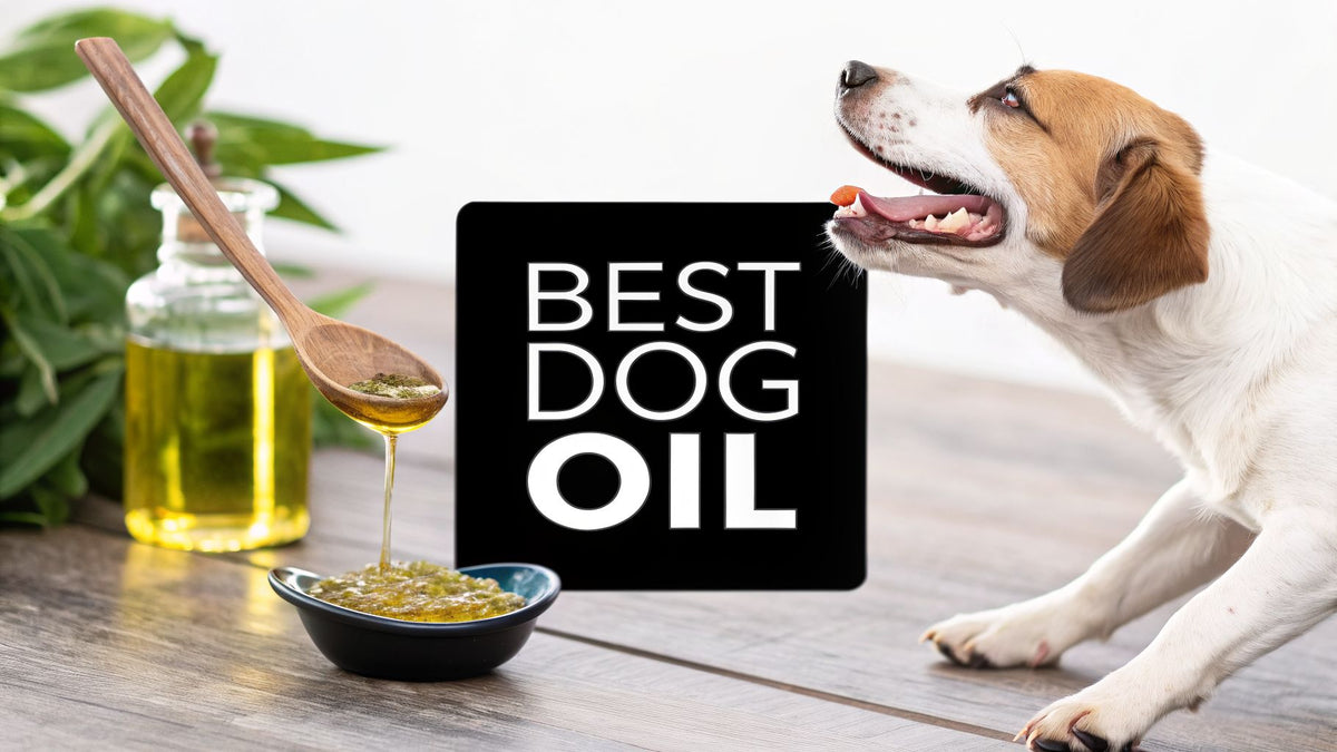 The Ultimate Guide to Choosing the Best Oil for Dogs