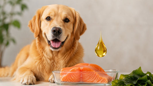 Omega 3 for Dogs Benefits: Skin, Joints & Brain Health