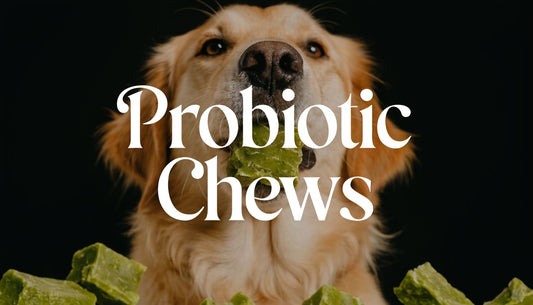 Probiotic Chews For Dogs: Your 2026 Guide