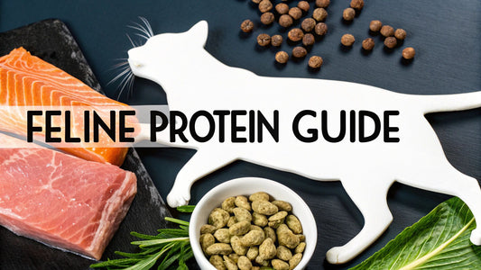 Protein Cat Food A Guide to Feline Nutrition