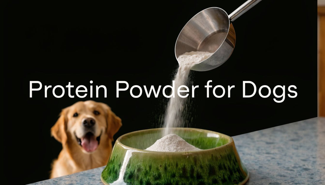 Protein Powder for Dogs: Benefits & Safe Use