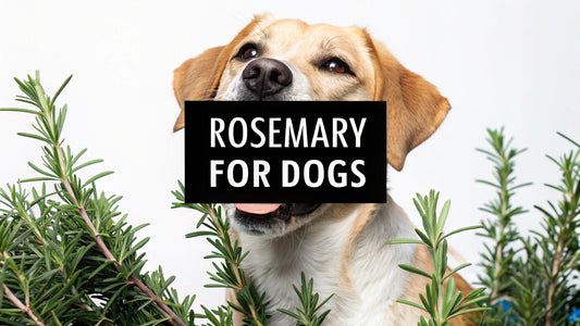 Rosemary Extract for Dogs Is It Safe and Beneficial