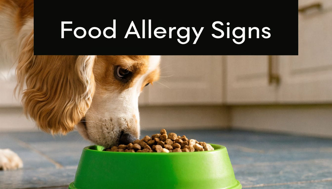 8 Signs of a Food Allergy in Dogs