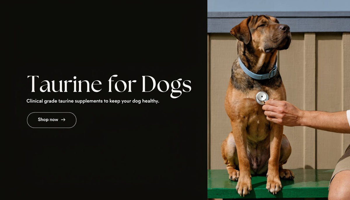 Taurine for Dogs: A 2026 Guide to DCM and Heart Health