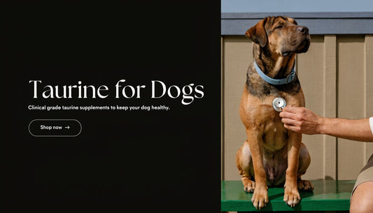 Taurine for Dogs: A 2026 Guide to DCM and Heart Health