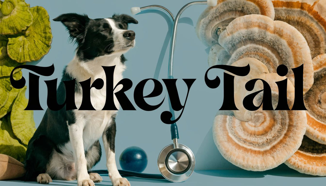 Turkey Tail for Dogs: A Vet-Advised Guide for 2026