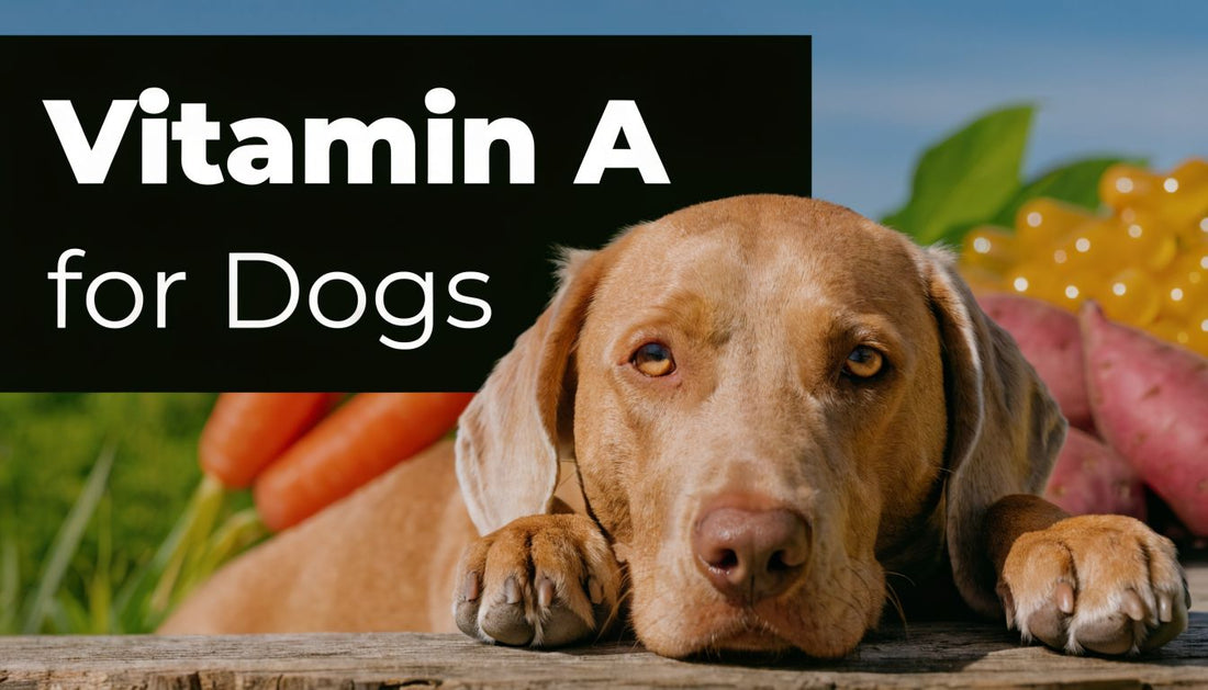 What Is vitamin a dogs? Your 2026 Complete Guide