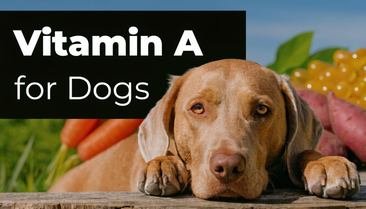 What Is vitamin a dogs? Your 2026 Complete Guide