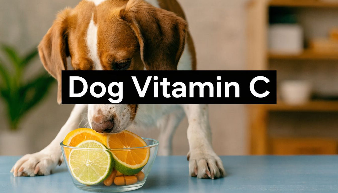 Vitamin C Dog Supplement: A No-BS Guide for 2026
