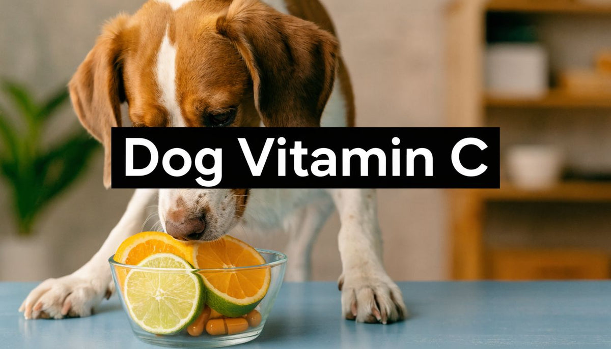 Vitamin C Dog Supplement: A No-BS Guide for 2026