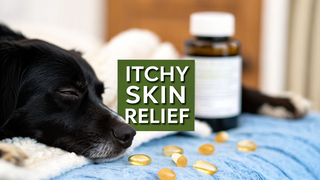 Vitamins for Dogs With Itchy Skin a Pet Parent's Guide