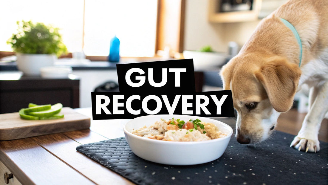 What to feed dog with diarrhea: A Vet-Approved Recovery Plan