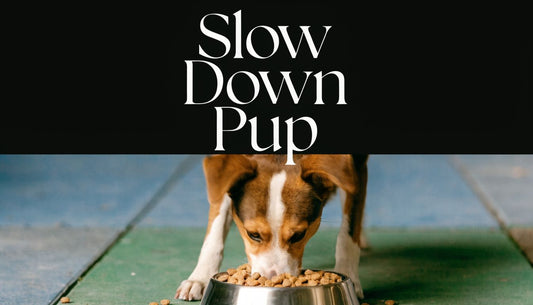 Why Do Dogs Eat So Fast? Reasons & How to Help