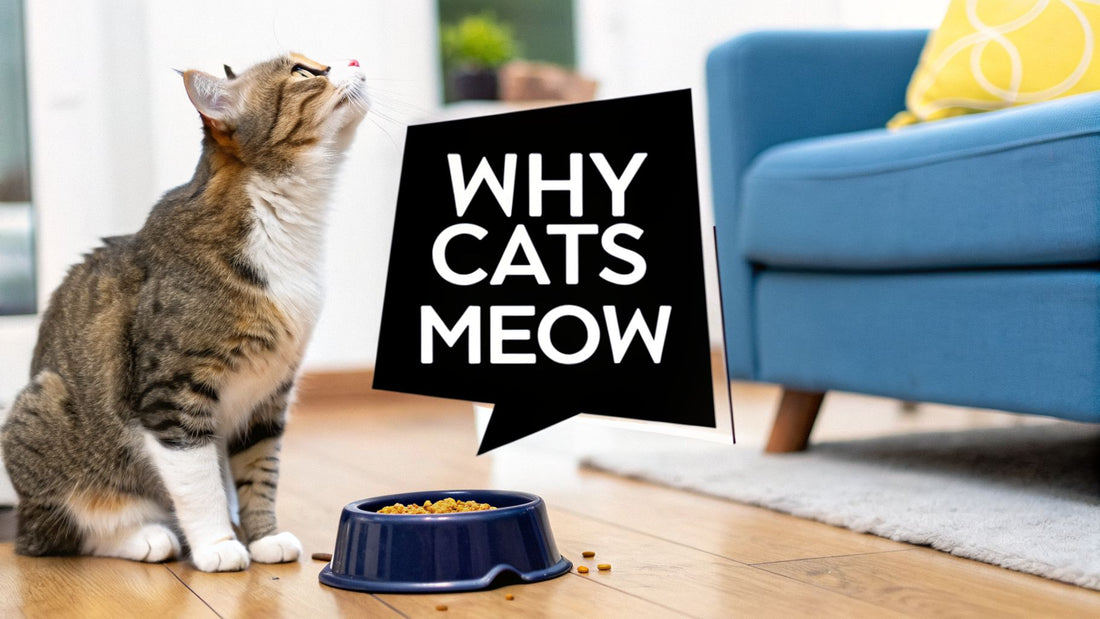 Why Does My Cat Meow So Much and What Are They Saying?