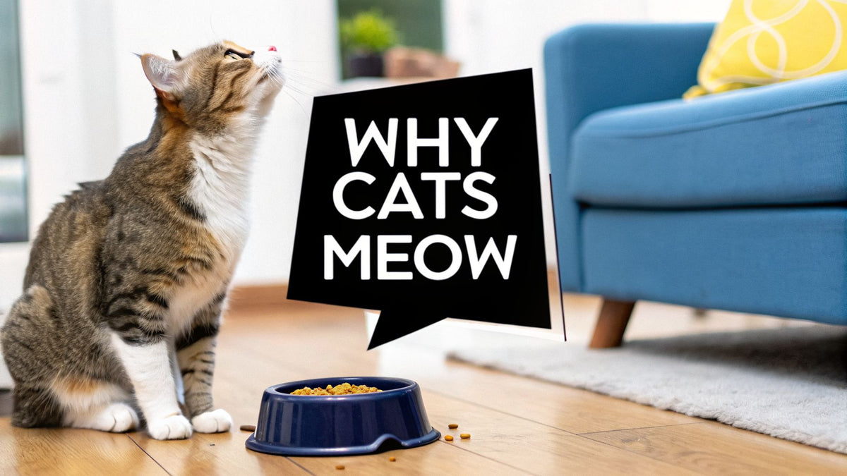 Why Does My Cat Meow So Much and What Are They Saying?