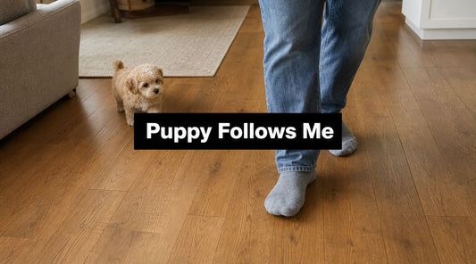 Why Does My Puppy Follow Me Everywhere? an Expert Guide