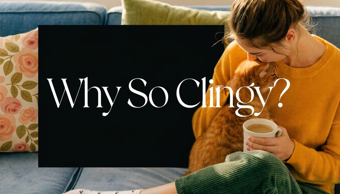 Why Is My Cat So Clingy? Understanding Their Behavior