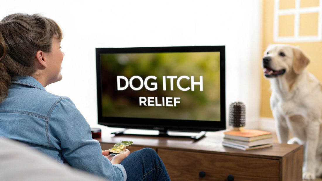 Why Is My Dog Itching So Much? A Pet Owner's Guide