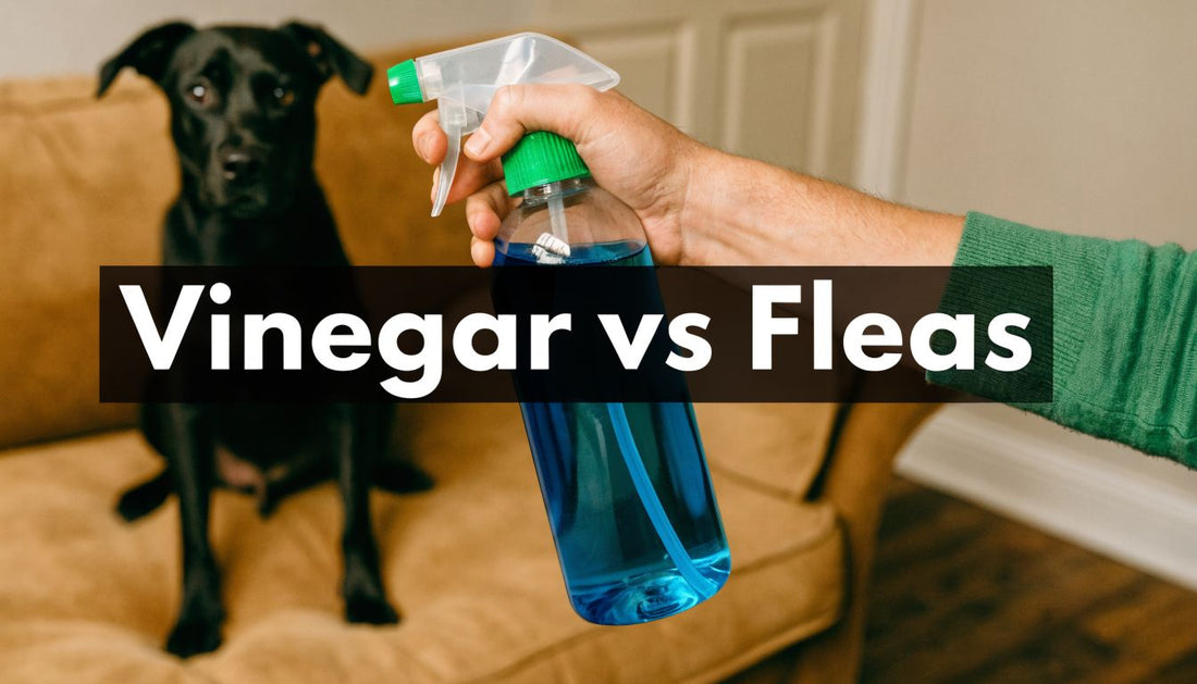 Will Vinegar Kill Fleas On Dogs? Vet's Verdict