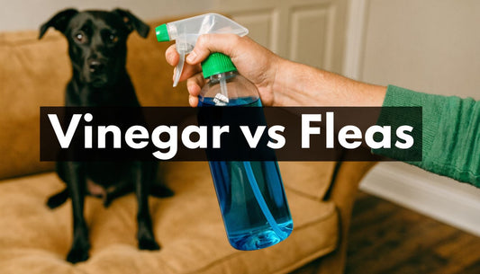 Will Vinegar Kill Fleas On Dogs? Vet's Verdict