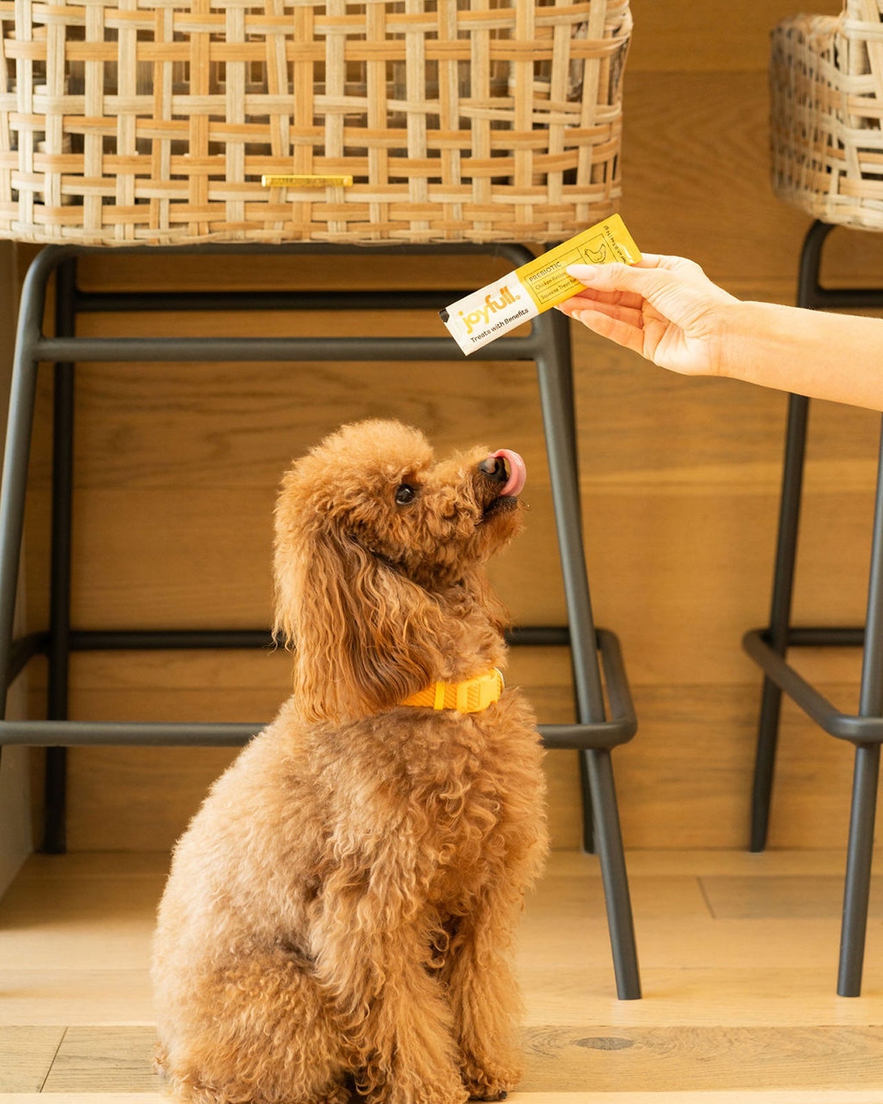 Prebiotic Chicken Squeeze Treats for Dogs - 24 Packets