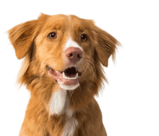 Dogs