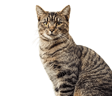 Cat Wellness Treats & Supplements