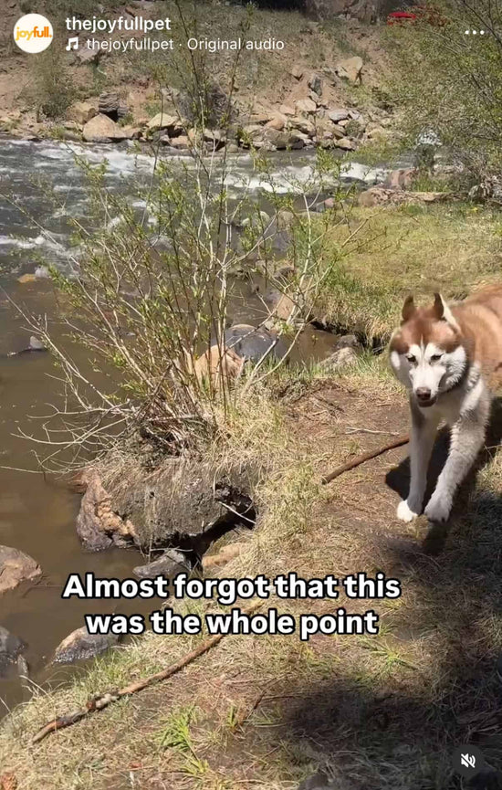 Dog standing near a river with text overlay 'Almost forgot that this was the whole point'.